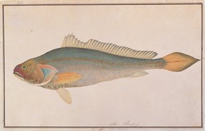 Bronze Croaker, from Drawings of Fishes from Malacca, c.1805-18 by Chinese School